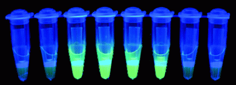 LAMP assay detects drug resistance in hookworms